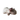Tyngdebamse Marsvinet Mille